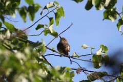Myiarchus magnirostris
