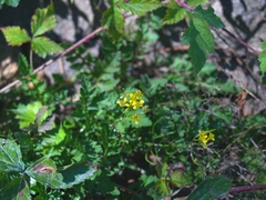 Rorippa sylvestris