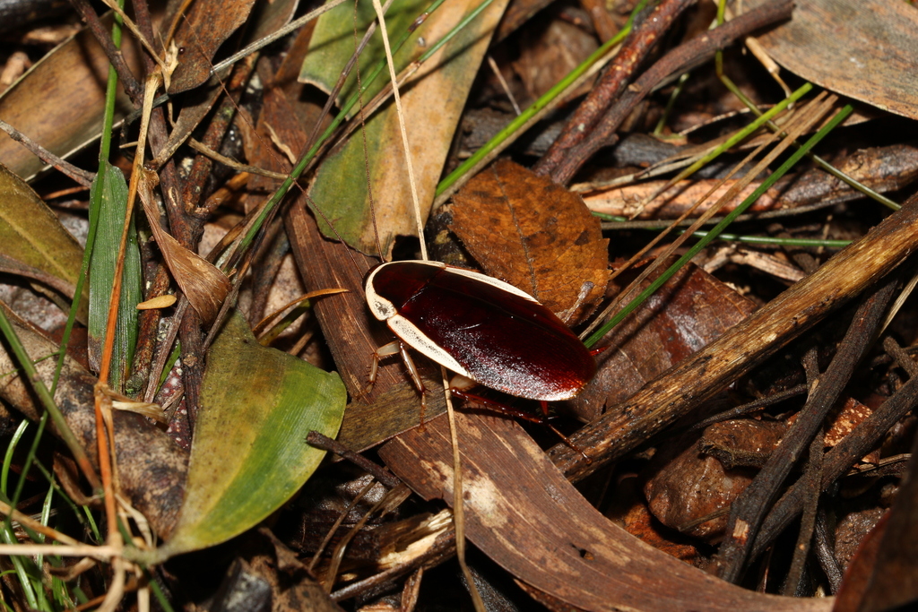 Common Methana
