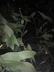 Sagittaria brevirostra