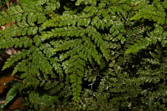 Adiantum formosum