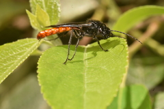 Elaphroptera scoliaeformis