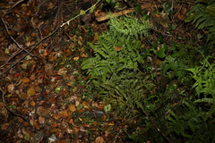 Adiantum formosum