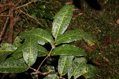 Flindersia bennettii