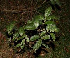 Flindersia bennettii