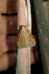 Hypsopygia glaucinalis