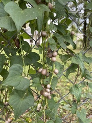 Dioscorea polystachya
