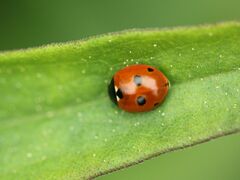 Coccinella quinquepunctata