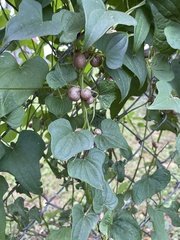Dioscorea polystachya