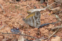 Pharneuptychia phares