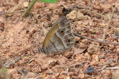 Pharneuptychia phares