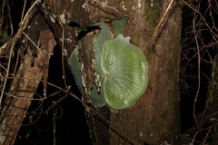 Platycerium superbum