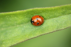 Coccinella quinquepunctata