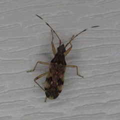 Ozophora picturata