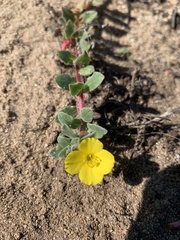Camissoniopsis cheiranthifolia