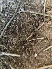 Euborellia annulipes