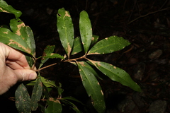 Notelaea