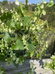 Fallopia