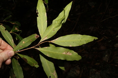 Notelaea
