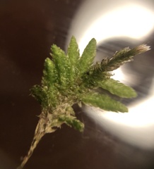 Plagiothecium undulatum