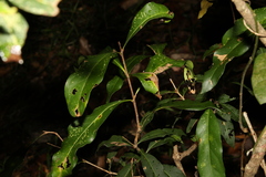 Notelaea
