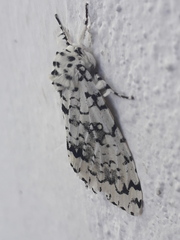 Lichnoptera decora