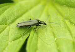 Oedemera virescens