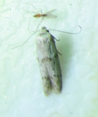 Blastobasis glandulella