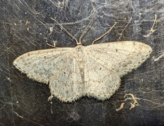 Scopula marginepunctata