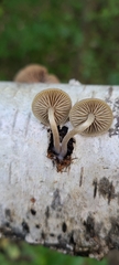 Simocybe