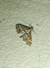 Diasemiopsis ramburialis
