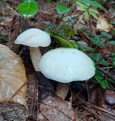 Suillus placidus