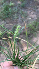 Cenchrus spinifex