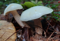 Suillus placidus