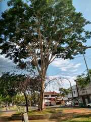 Albizia niopoides