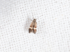 Aproaerema taeniolella