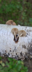 Simocybe