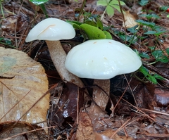 Suillus placidus