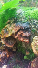 Heterobasidion annosum