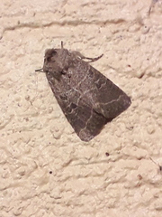 Eriopygini