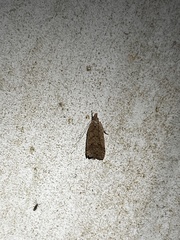 Psilocorsis reflexella