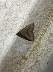 Macrochilo hypocritalis