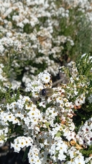 Geoborus rugipennis