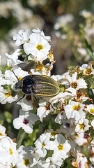 Geoborus rugipennis