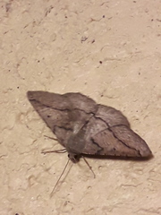 Anticarsia gemmatalis