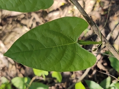 Centrosema sagittatum