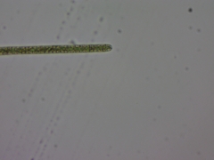 Planktothrix