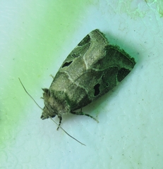 Plagiomimicus pityochromus