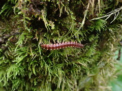 Nearctodesmidae