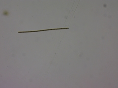 Planktothrix